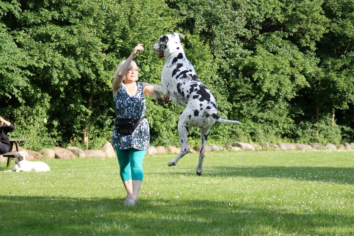 Grand danois Horsebjerg Marcella (Himmelhund) - Marcella er en rigtig springloppe billede 10