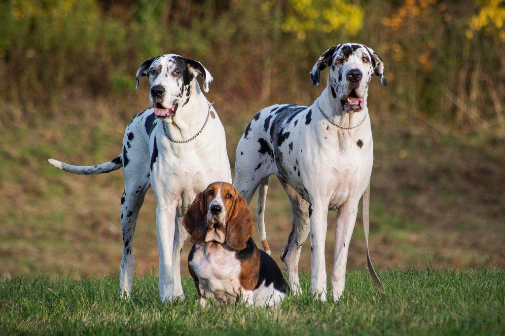 Grand danois Horsebjerg Marcella (Himmelhund) - Marcella med sin mor (Athena) og vores barnebarn Petit billede 11