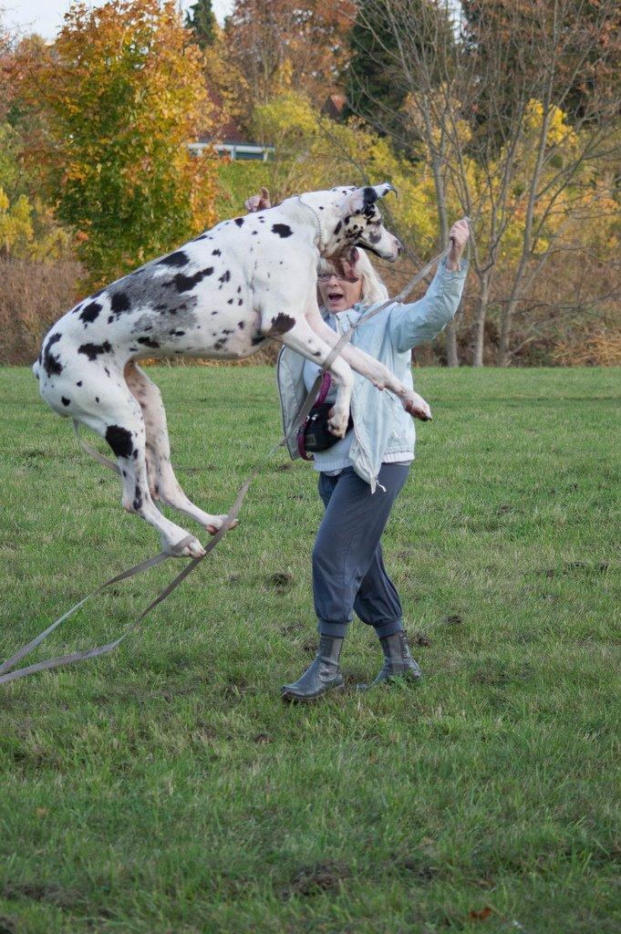 Grand danois Horsebjerg Marcella (Himmelhund) - Stadig fuld af springlopper billede 13