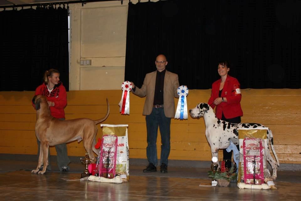 Grand danois Horsebjerg Marcella (Himmelhund) - Marcella blev 2. best in show på vores juleskue billede 14