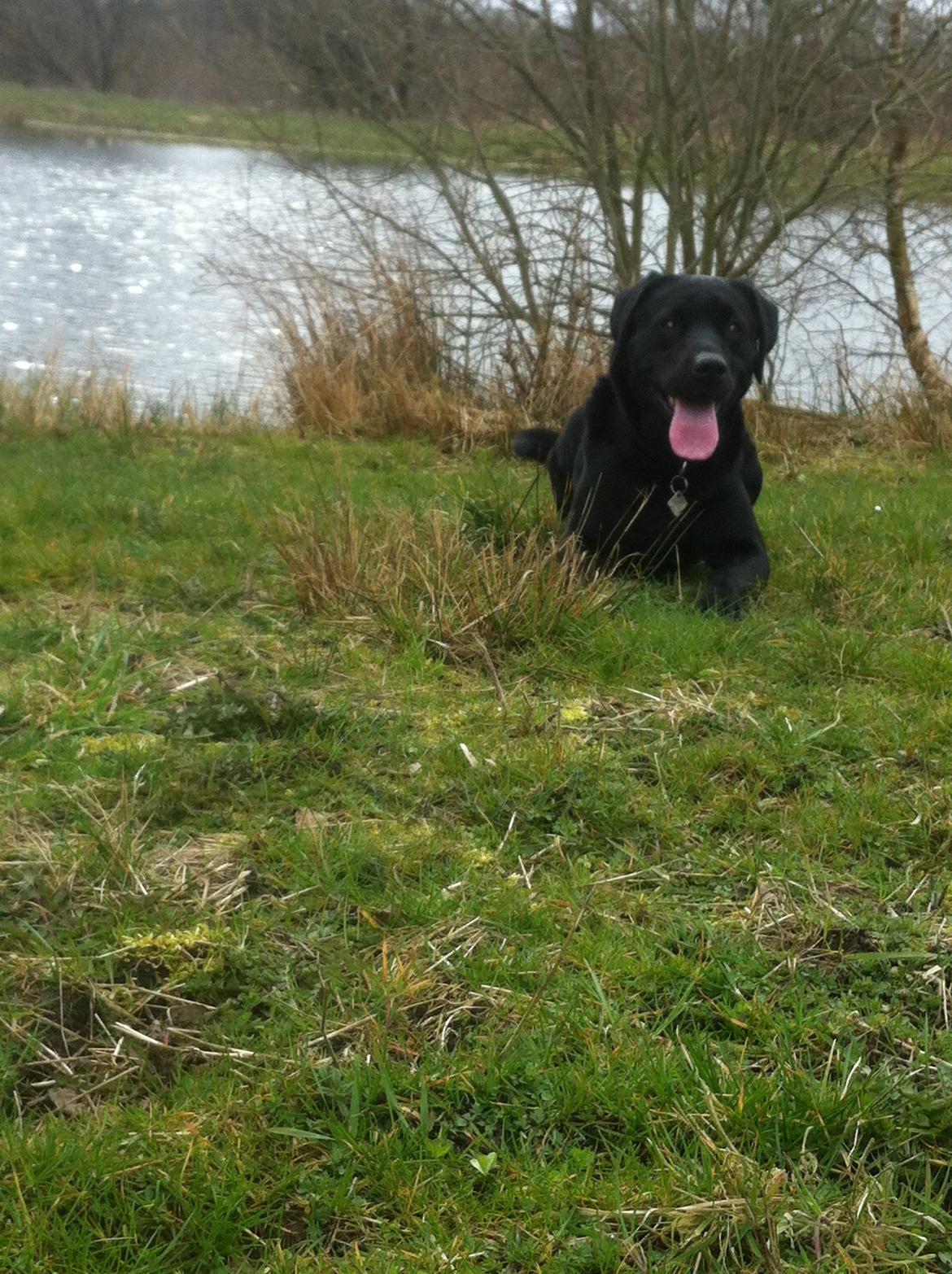 Labrador retriever Dalkjærs Diso billede 7