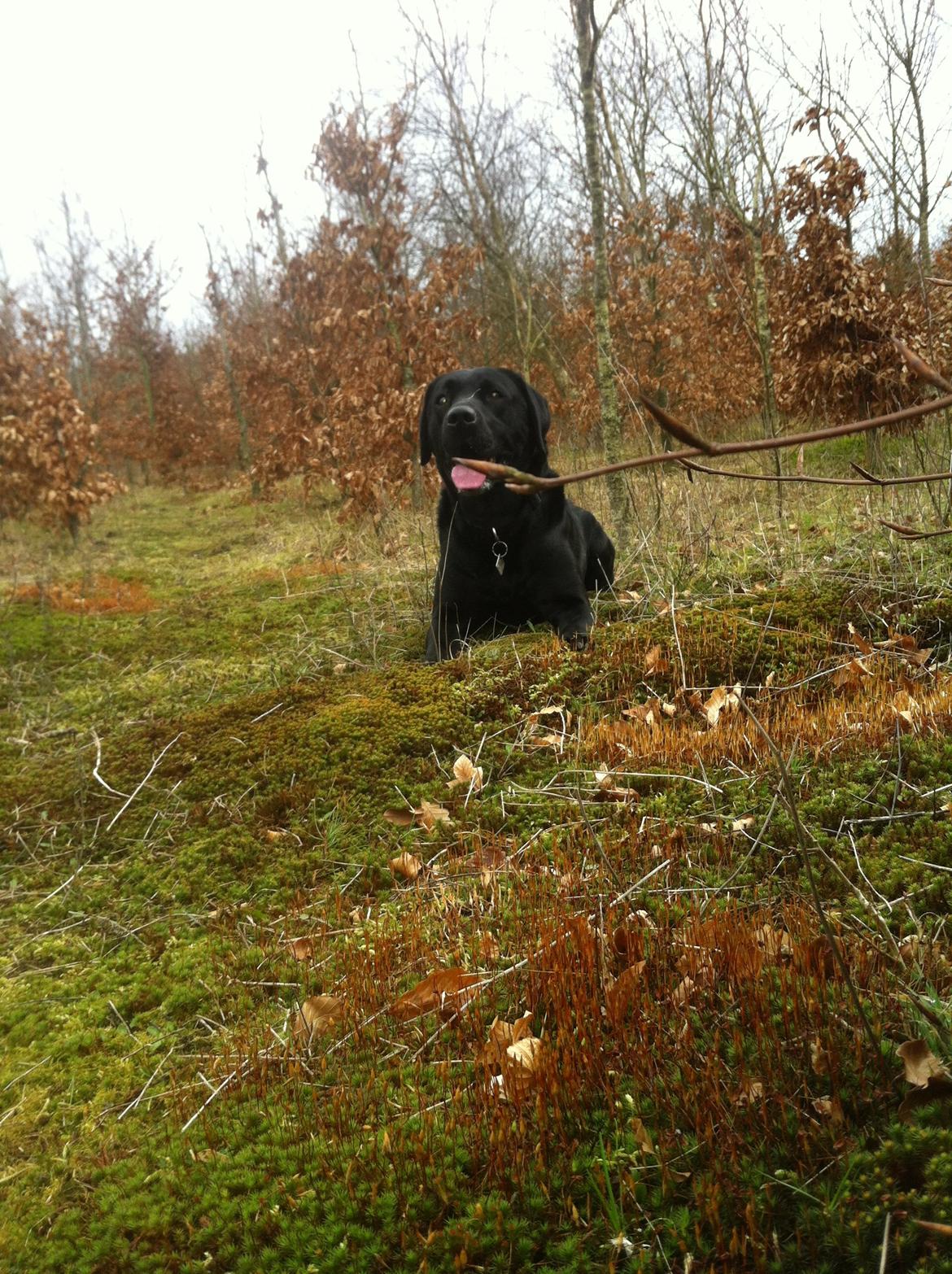 Labrador retriever Dalkjærs Diso billede 8