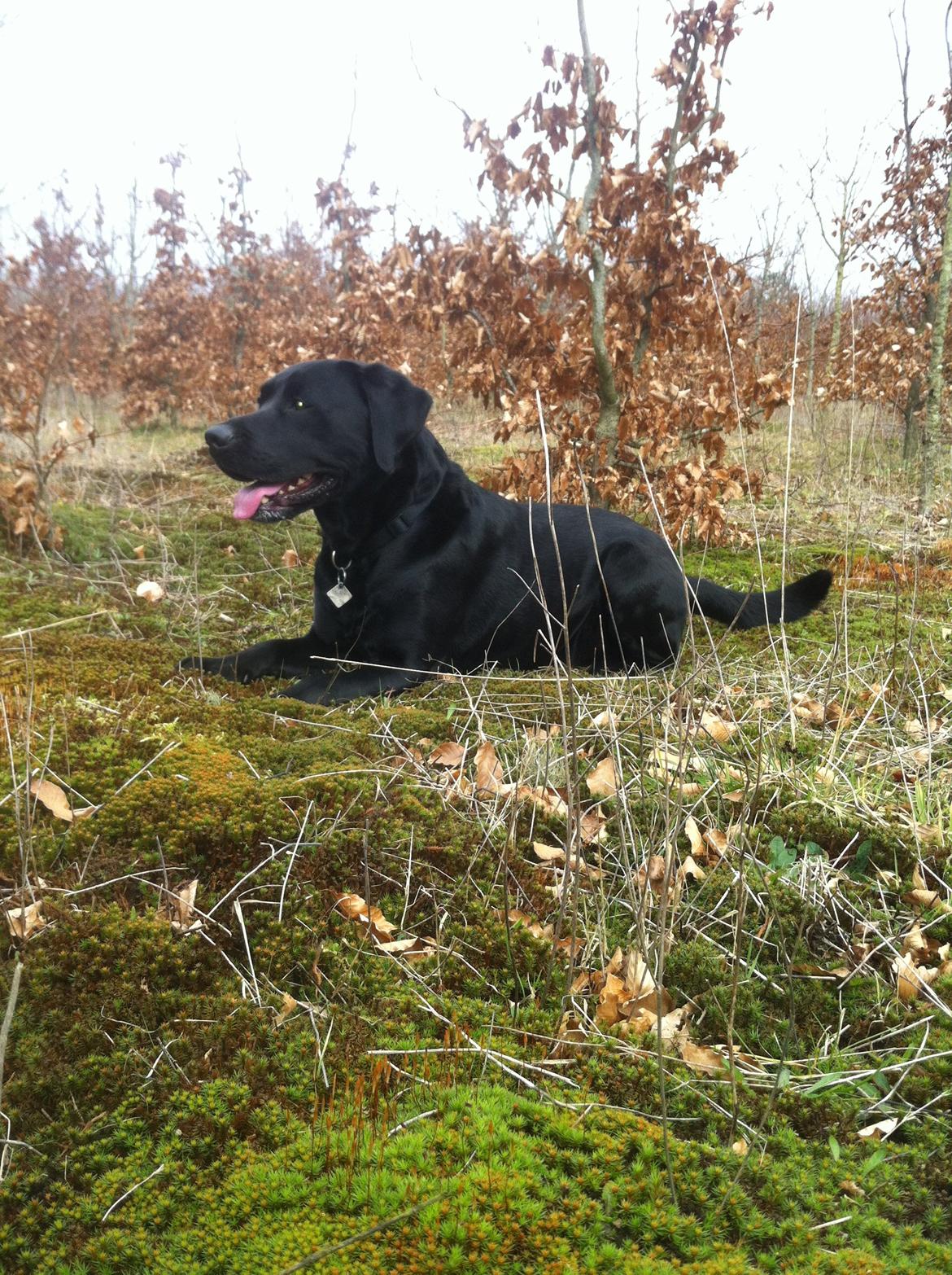 Labrador retriever Dalkjærs Diso billede 9