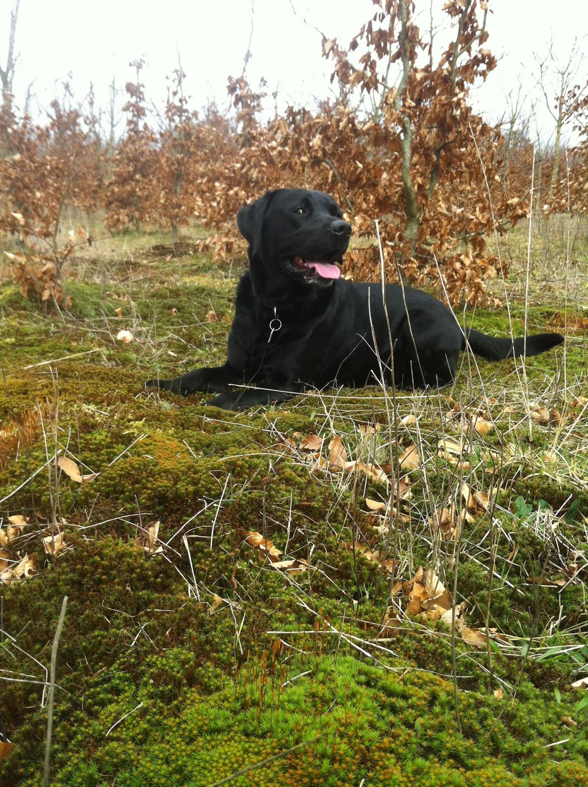 Labrador retriever Dalkjærs Diso billede 10