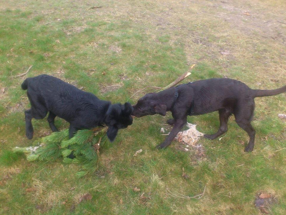 Blanding af racer Bastian billede 3