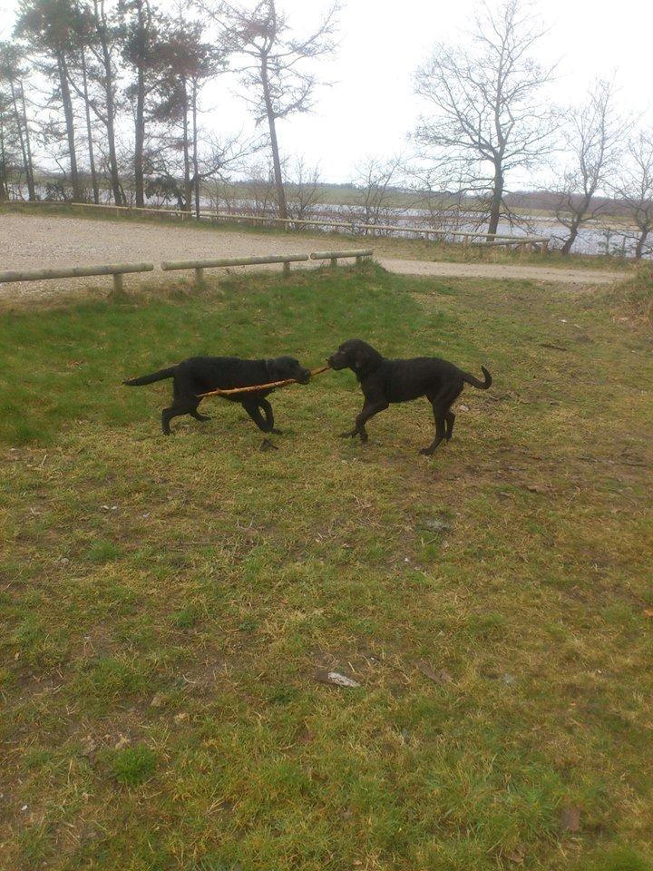 Blanding af racer Bastian billede 5