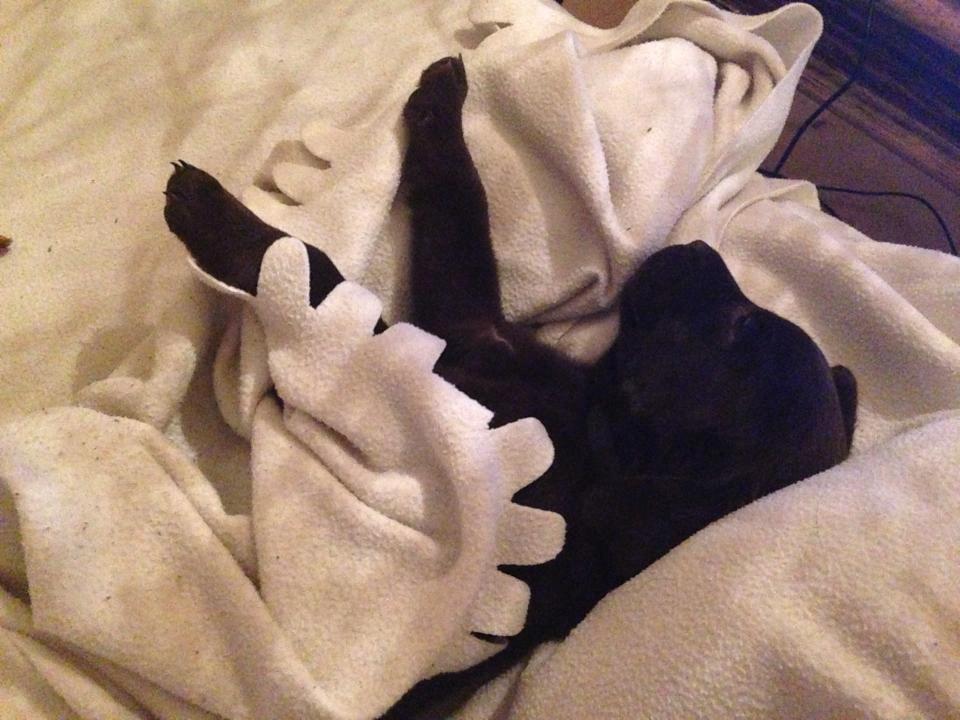 Blanding af racer Bastian billede 2