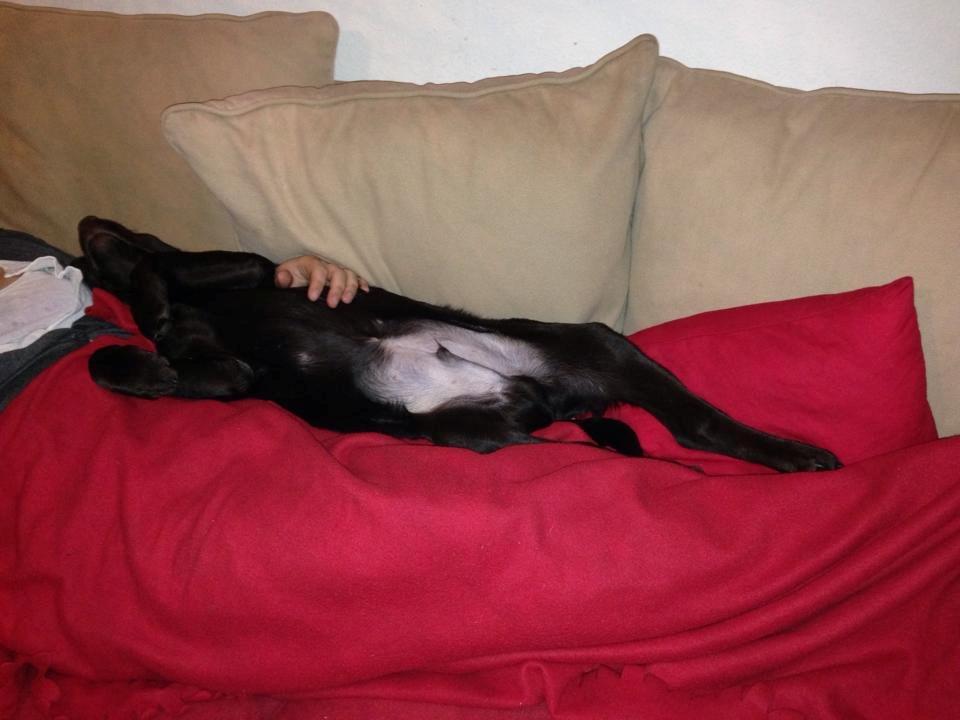 Blanding af racer Bastian billede 9