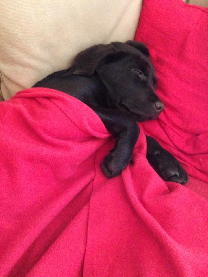 Blanding af racer Bastian billede 10