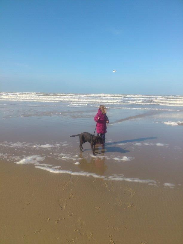 Blanding af racer Bastian billede 12