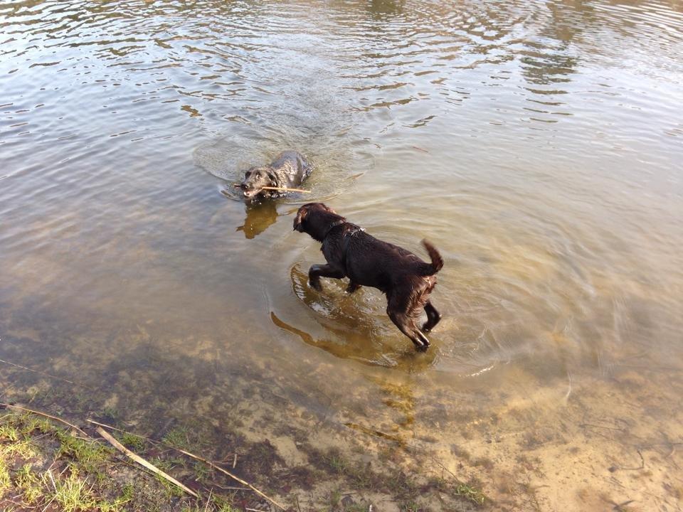 Blanding af racer Bastian billede 13