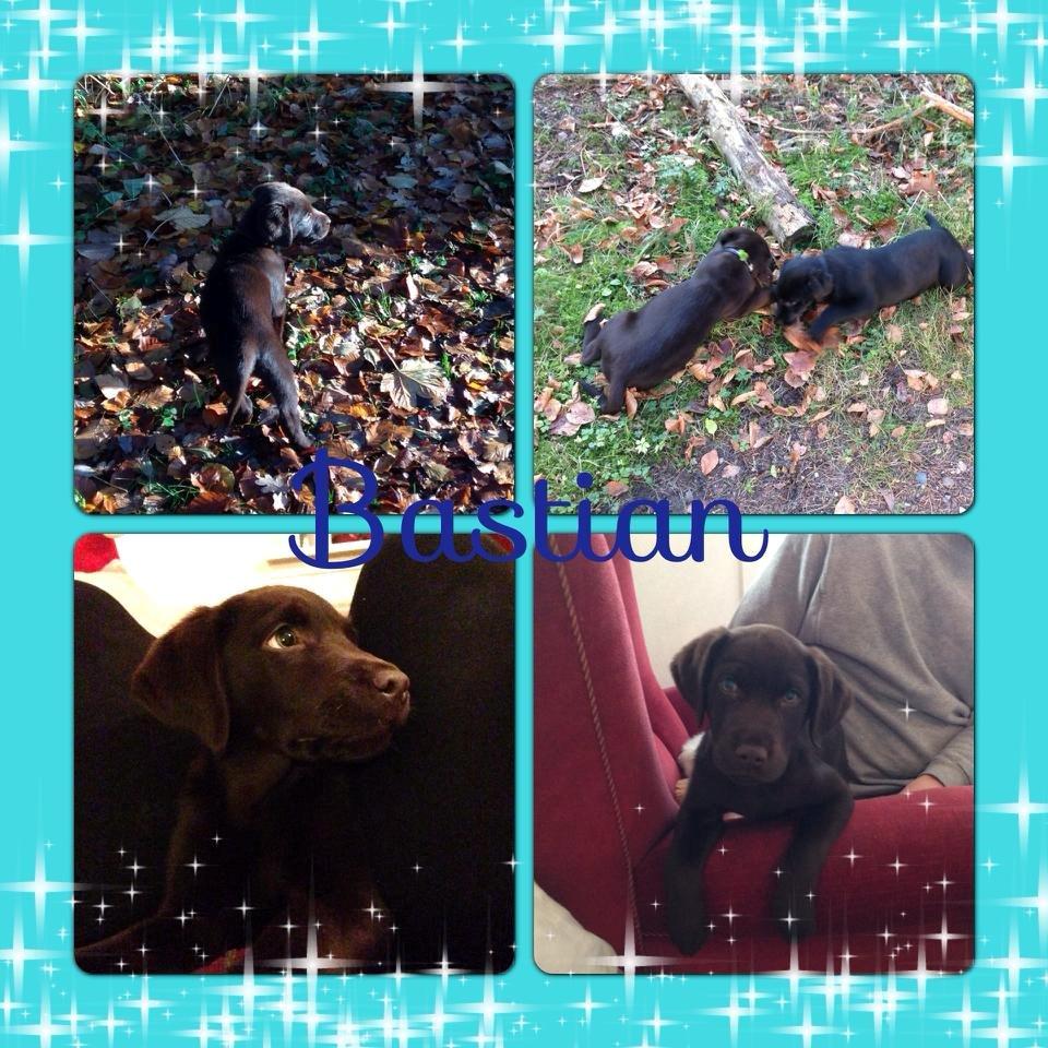 Blanding af racer Bastian billede 8