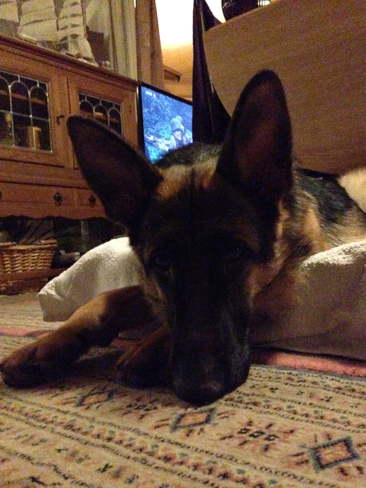 Schæferhund Nanna billede 18