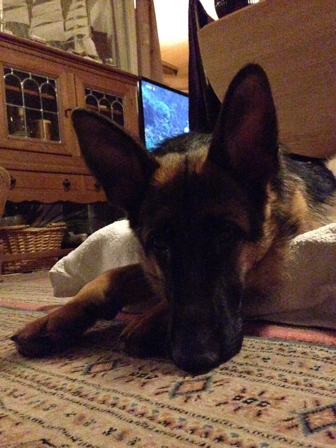 Schæferhund Nanna billede 19