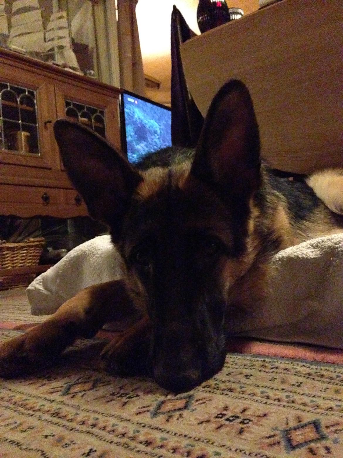 Schæferhund Nanna billede 20