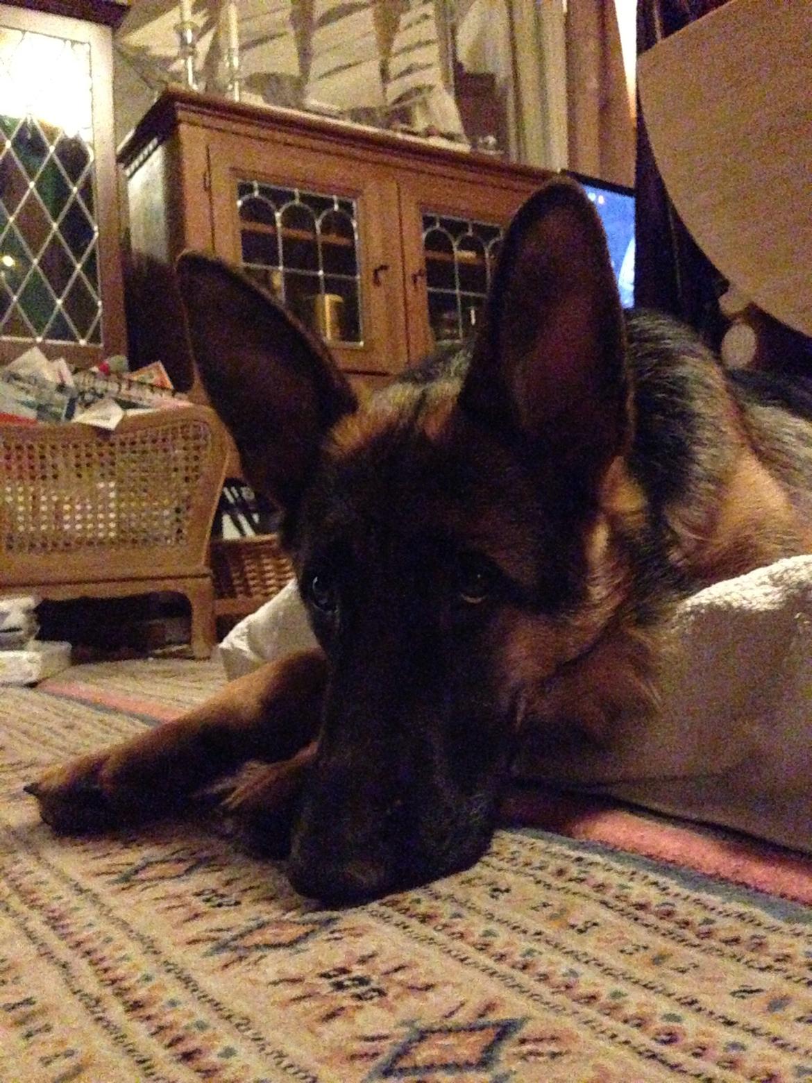 Schæferhund Nanna billede 21