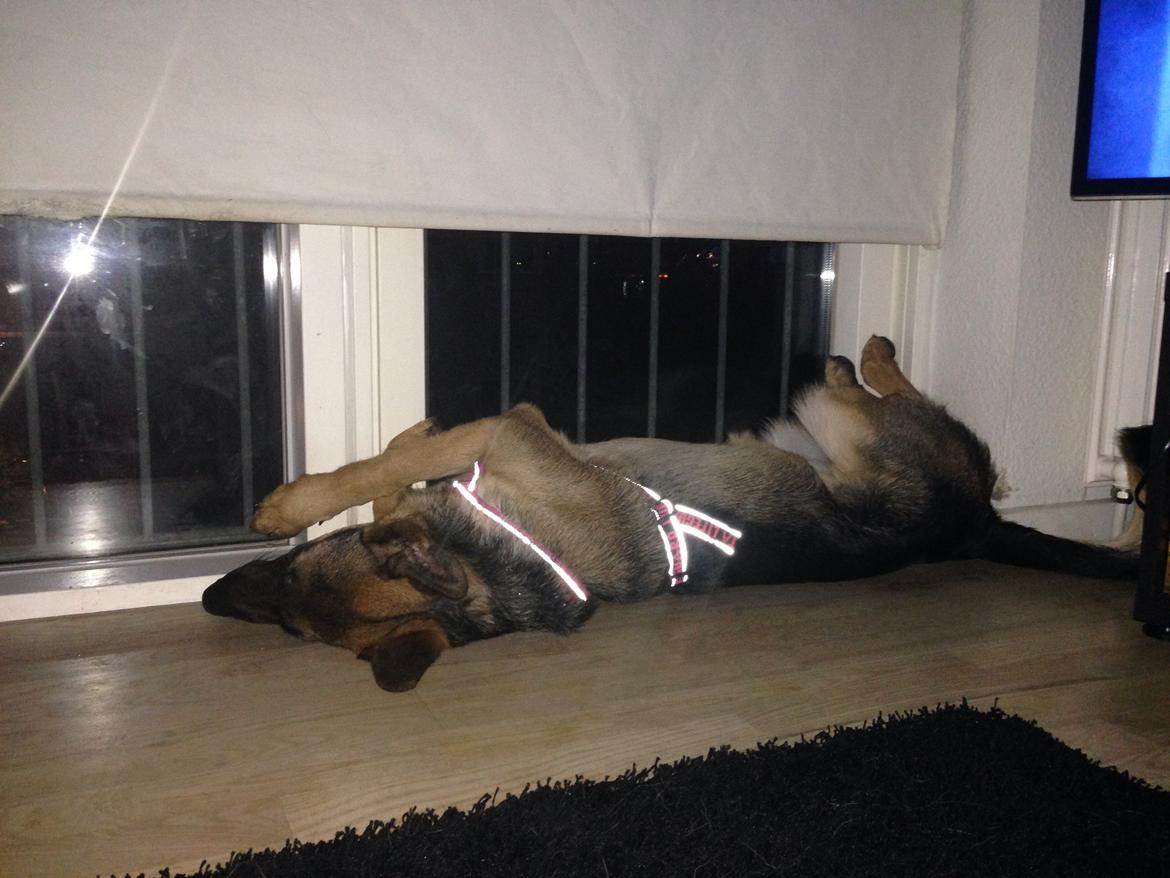 Schæferhund Nanna billede 22