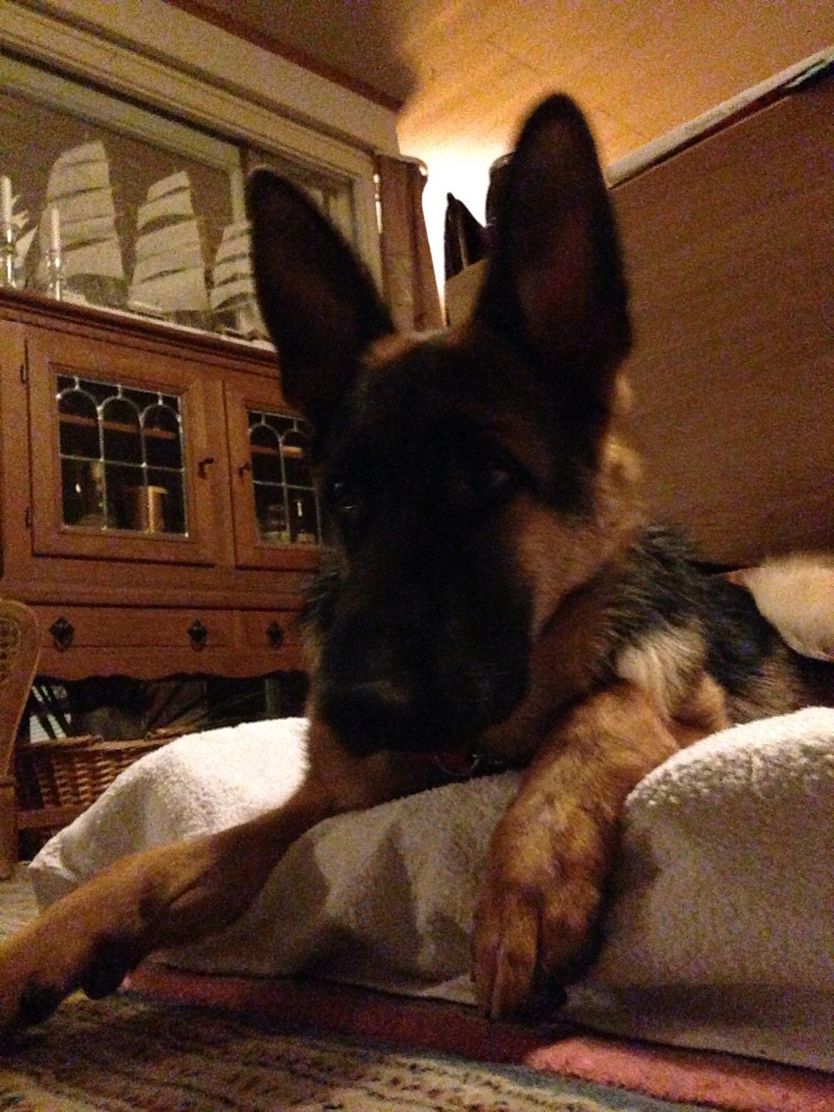 Schæferhund Nanna billede 23