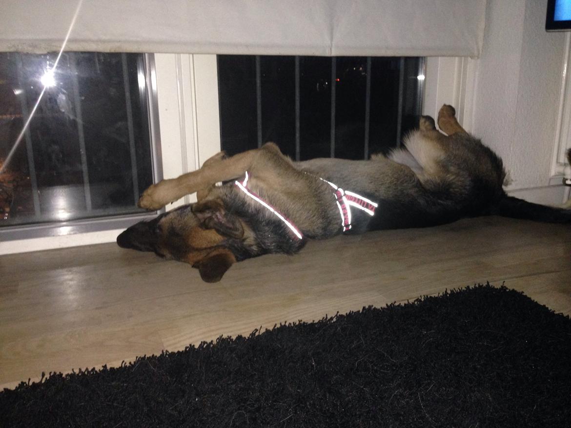 Schæferhund Nanna billede 24