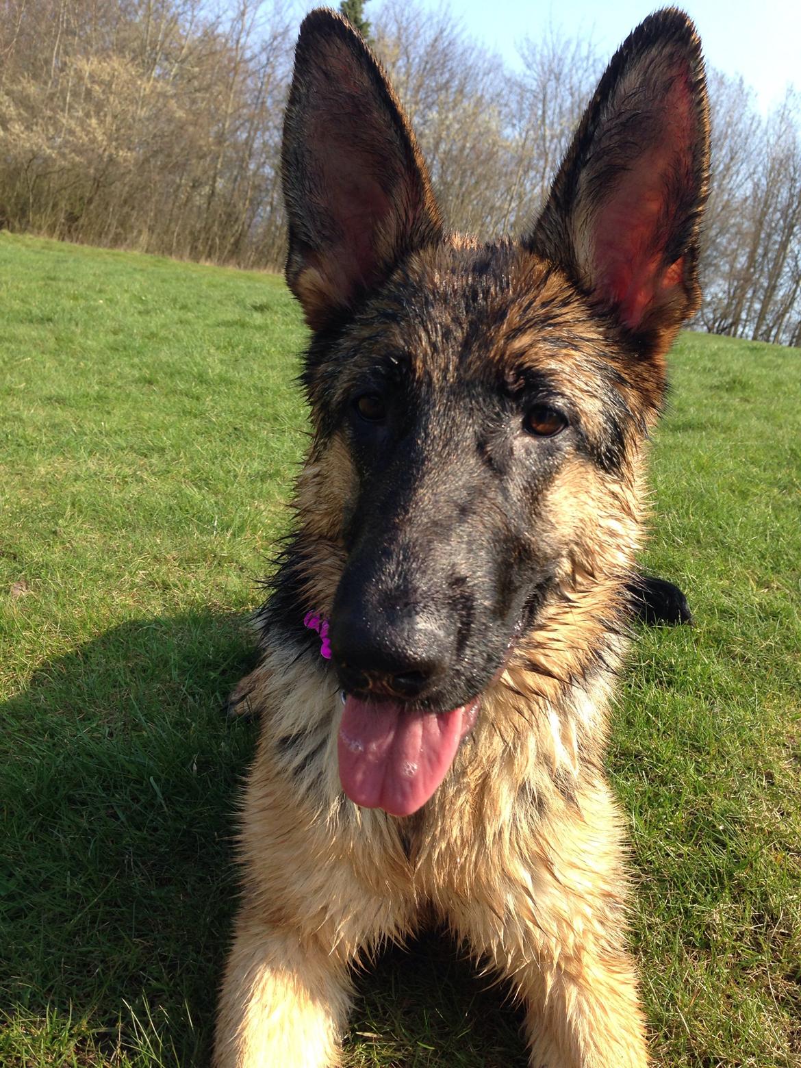 Schæferhund Nanna billede 25
