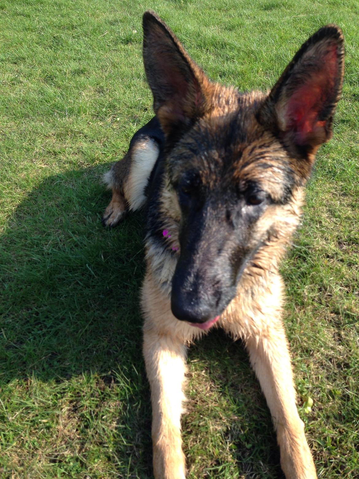 Schæferhund Nanna billede 26