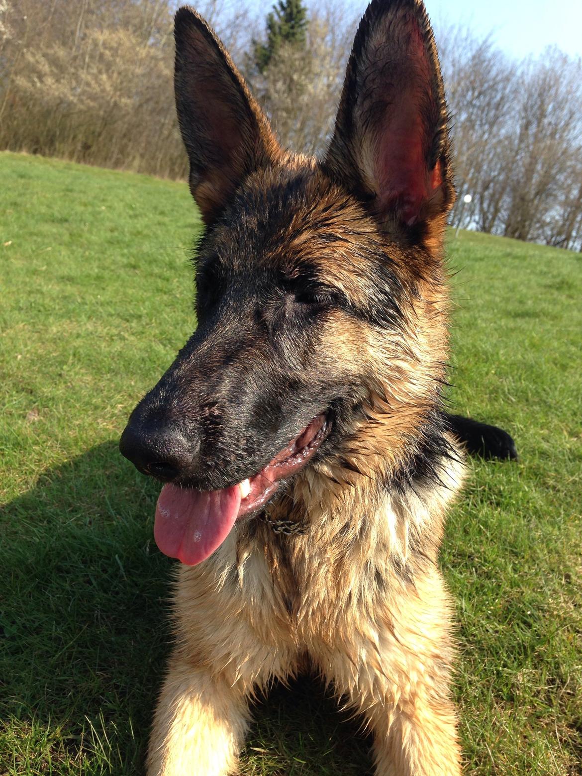 Schæferhund Nanna billede 27