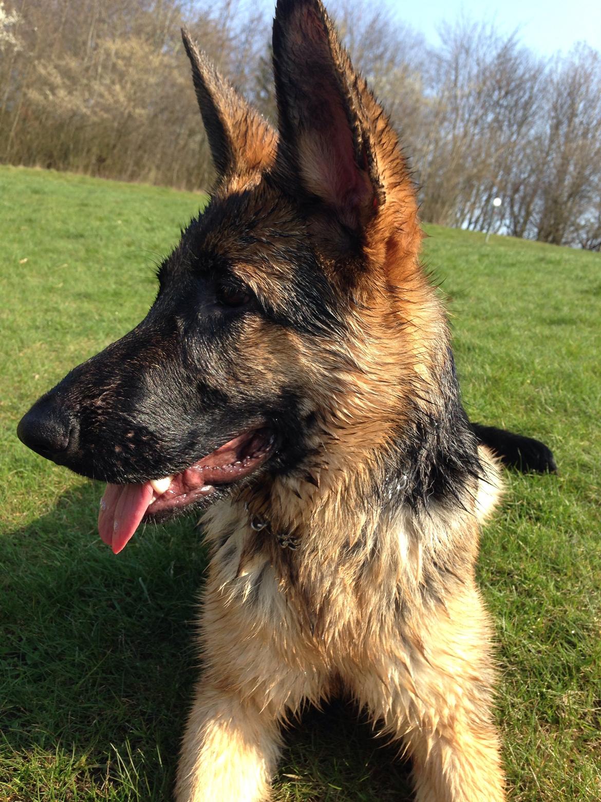 Schæferhund Nanna billede 28