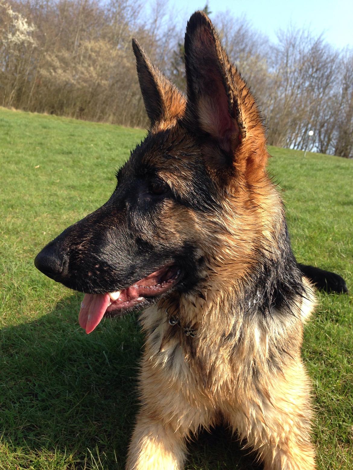 Schæferhund Nanna billede 29