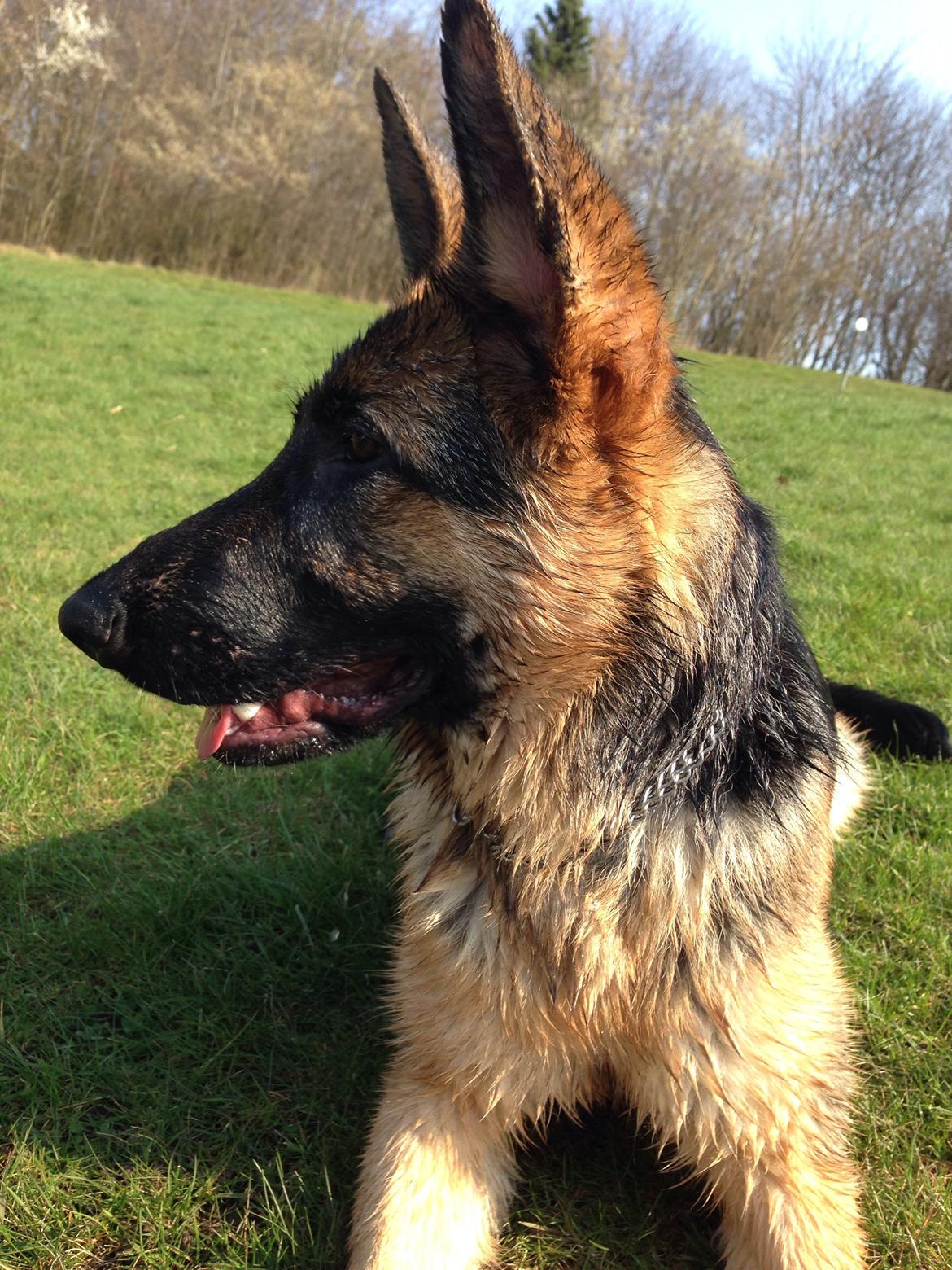 Schæferhund Nanna billede 30