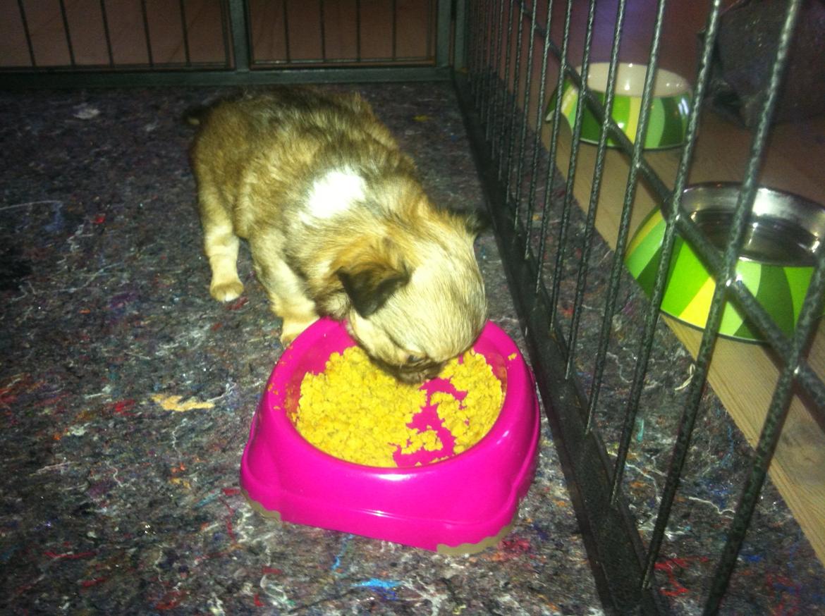 Chihuahua Al`Gisimo `s Adelita, Kaldenavn : Alma - Så skal der prøves med andet end mælk fra mor billede 11