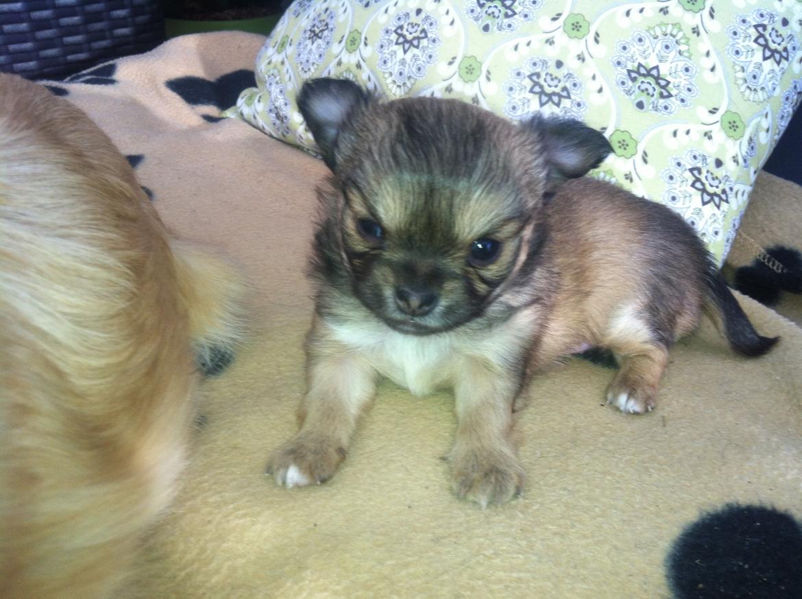 Chihuahua Al`Gisimo `s Adelita, Kaldenavn : Alma - Alma 4 uger gammel  billede 10