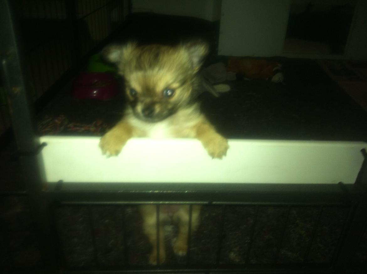 Chihuahua Al`Gisimo `s Adelita, Kaldenavn : Alma - Luk mig ud ;) billede 12