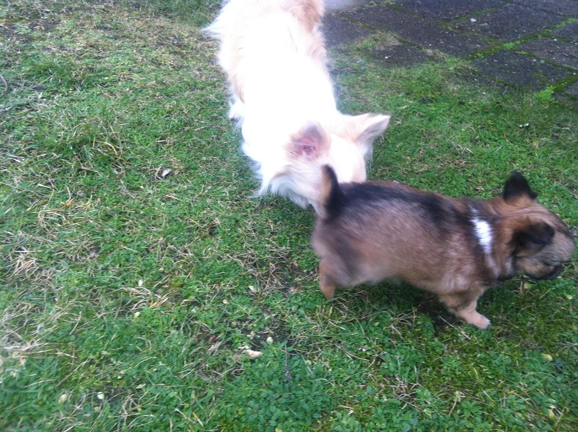 Chihuahua Al`Gisimo `s Adelita, Kaldenavn : Alma - Der er også en verden udenfor billede 13