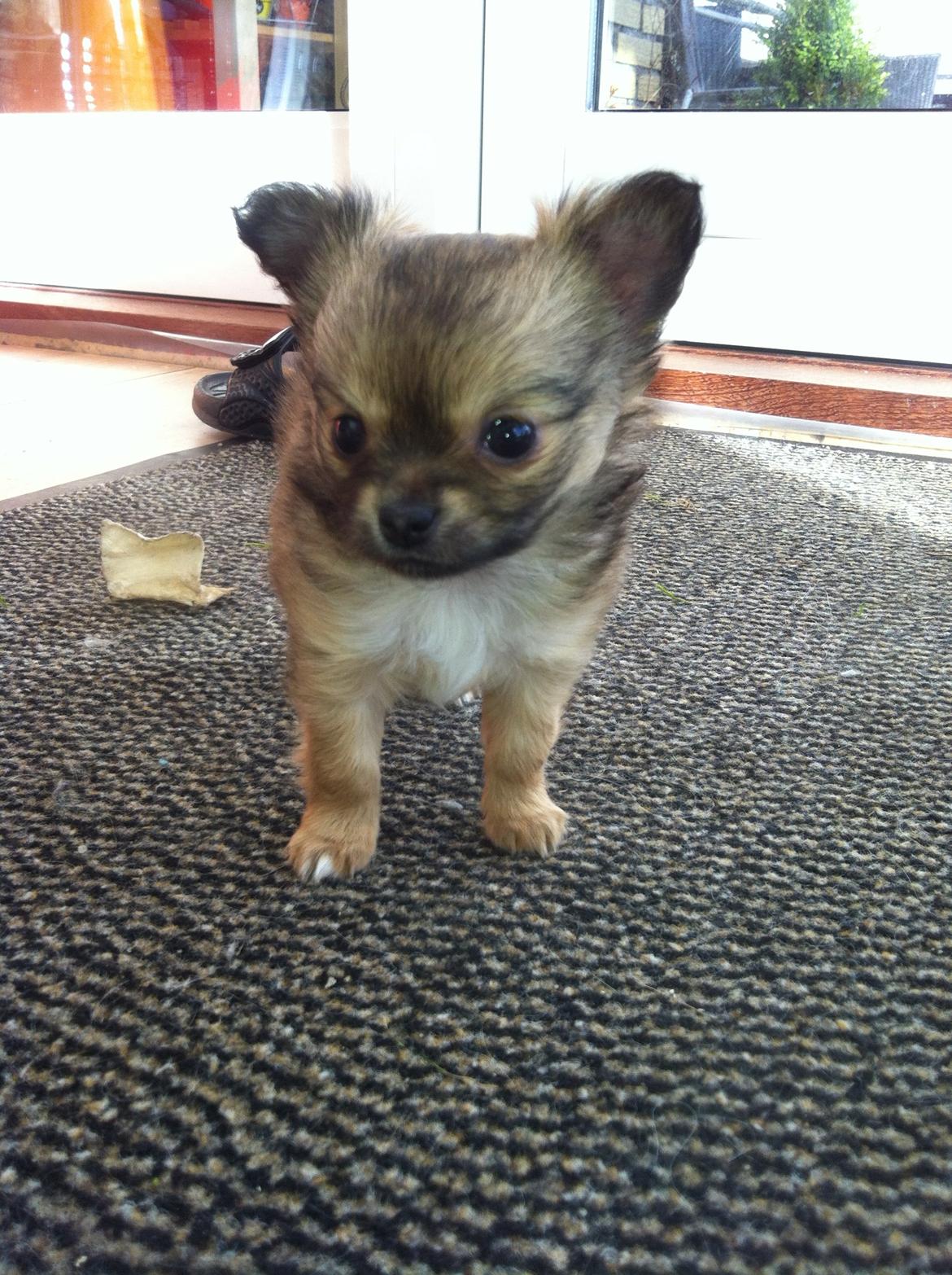 Chihuahua Al`Gisimo `s Adelita, Kaldenavn : Alma billede 14