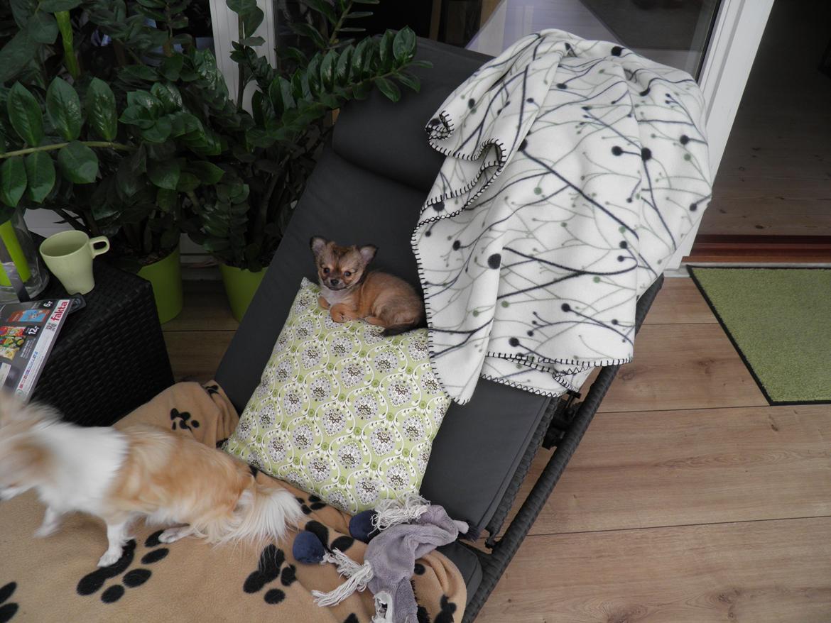 Chihuahua Al`Gisimo `s Adelita, Kaldenavn : Alma - Højt på strå billede 15