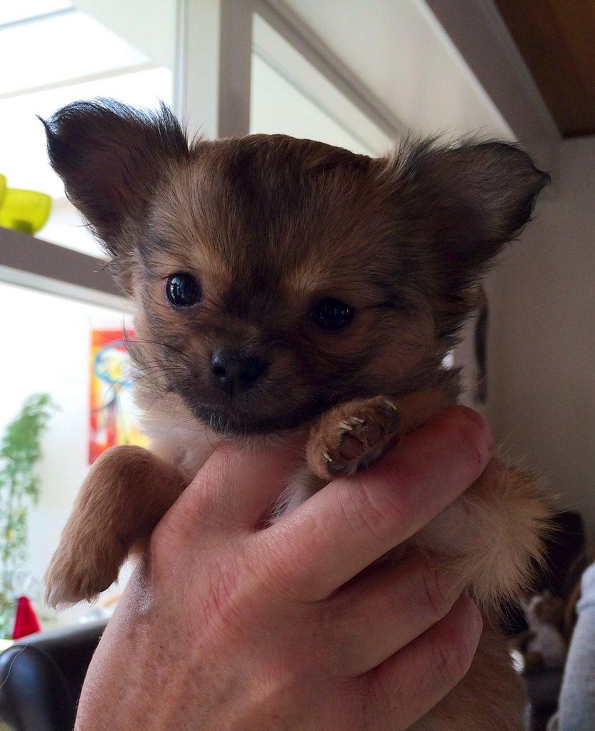 Chihuahua Al`Gisimo `s Adelita, Kaldenavn : Alma - Nutte pigen  billede 16