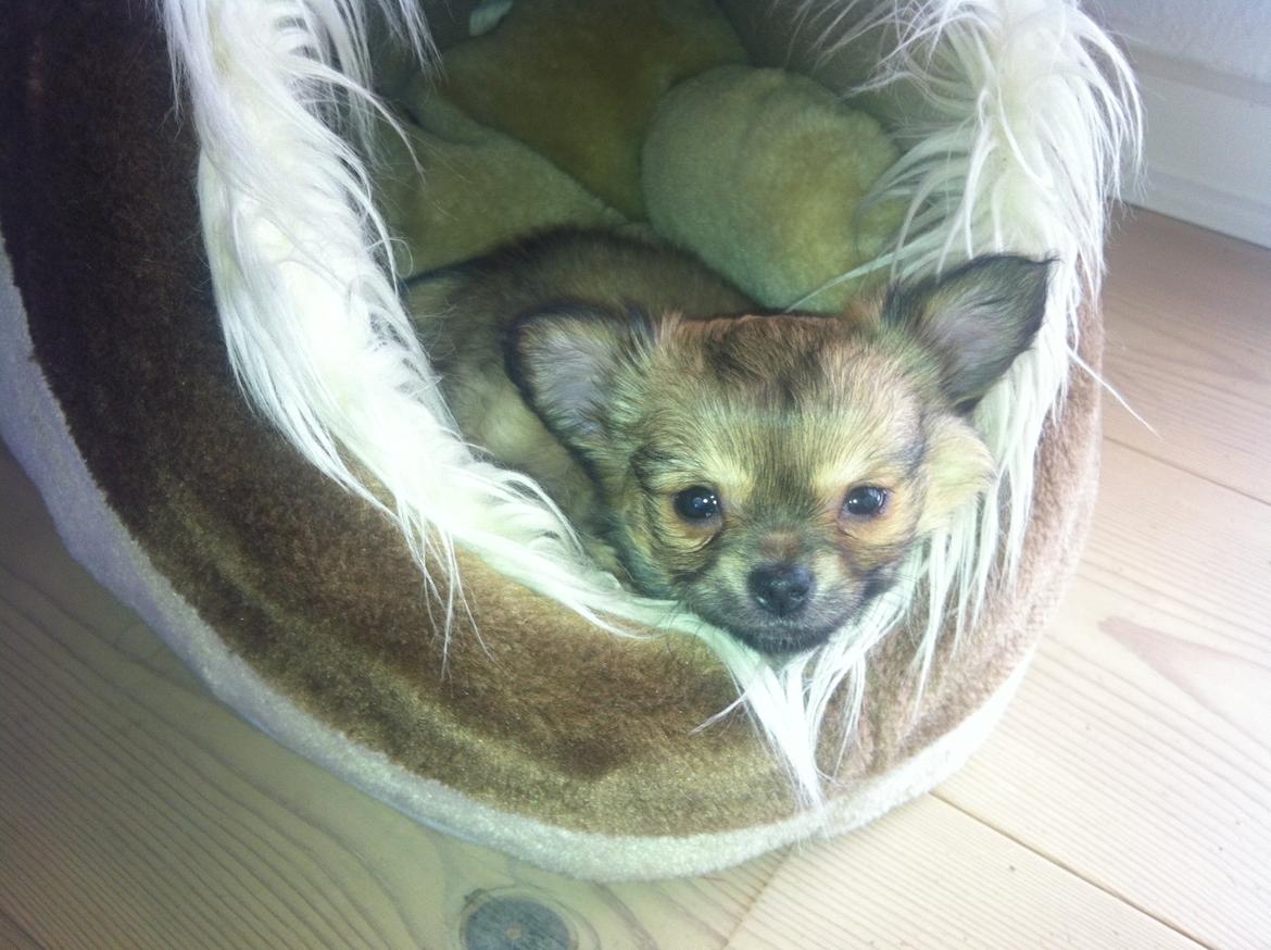 Chihuahua Al`Gisimo `s Adelita, Kaldenavn : Alma - Dejligt med en hule billede 17