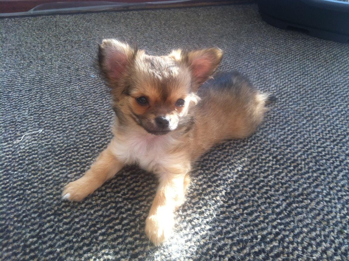 Chihuahua Al`Gisimo `s Adelita, Kaldenavn : Alma - 10 uger billede 18