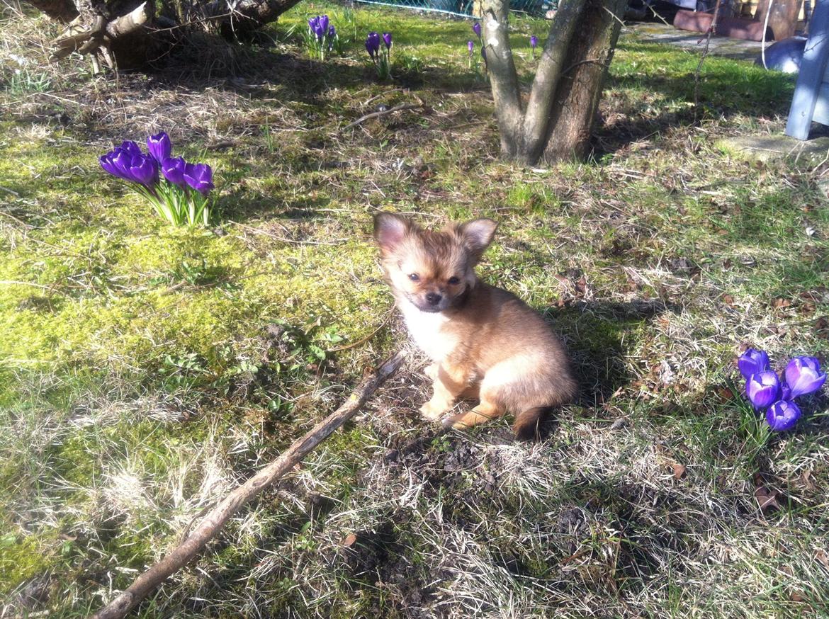 Chihuahua Al`Gisimo `s Adelita, Kaldenavn : Alma - De første forårs tegn billede 19