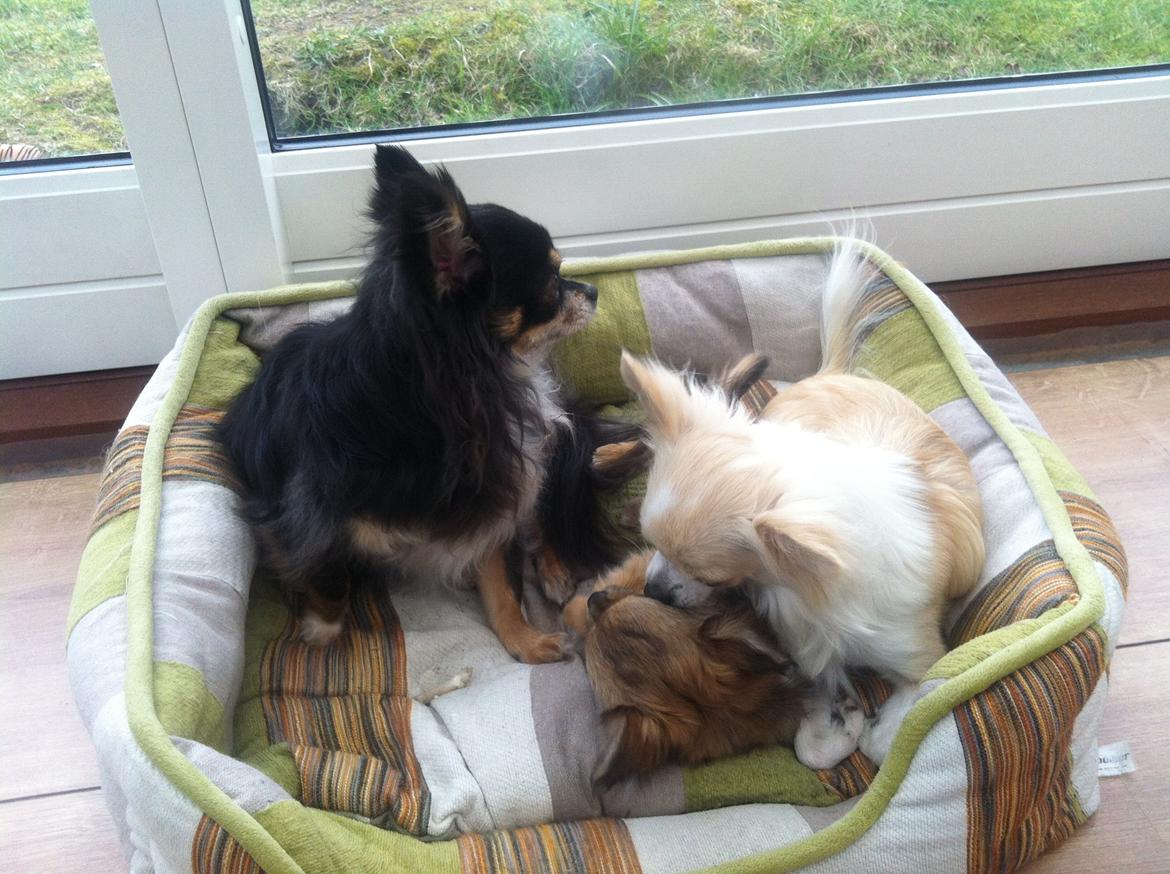 Chihuahua Al`Gisimo `s Adelita, Kaldenavn : Alma - Hygge med mor og pap far billede 20