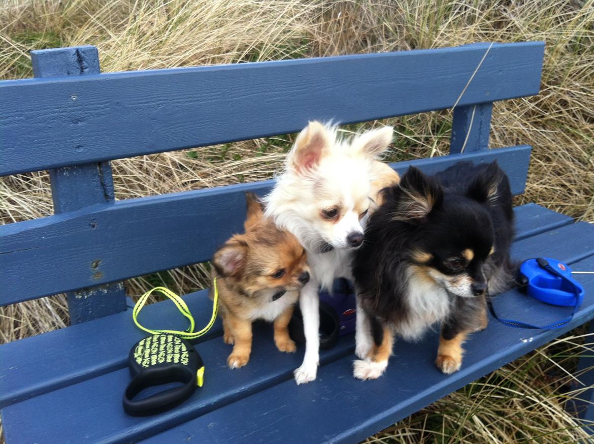 Chihuahua Al`Gisimo `s Adelita, Kaldenavn : Alma - Pause på turen i heden billede 21