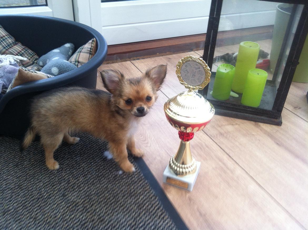 Chihuahua Al`Gisimo `s Adelita, Kaldenavn : Alma - Alma's første pokal, International 1. plads m. cert. 13uger billede 22