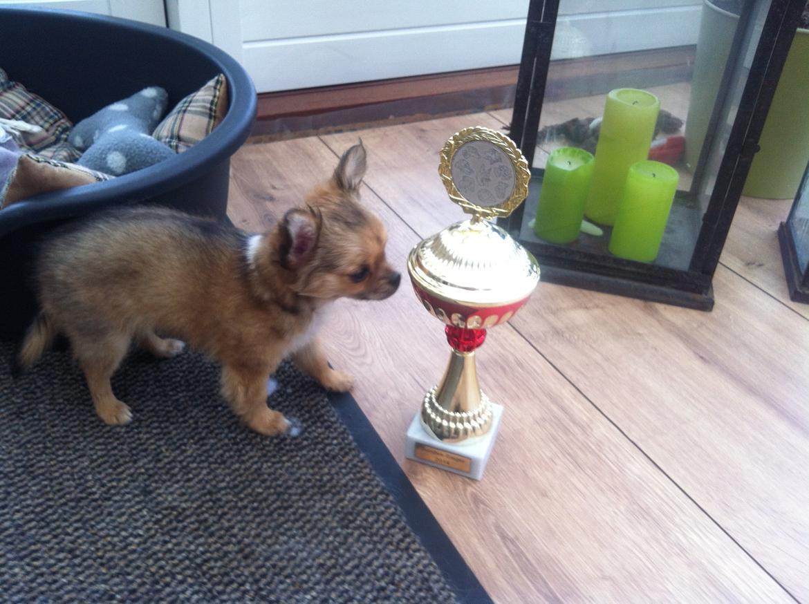 Chihuahua Al`Gisimo `s Adelita, Kaldenavn : Alma - Ka' den mon spises billede 23