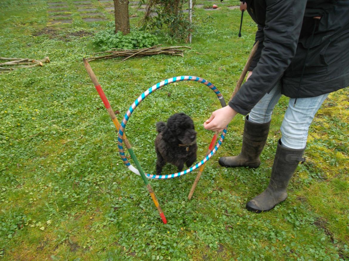 Blanding af racer Sambo - Hjemmelavet agility i haven ♥ billede 10