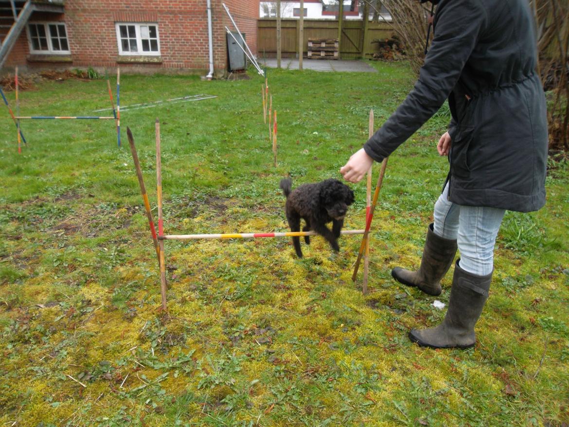 Blanding af racer Sambo billede 11