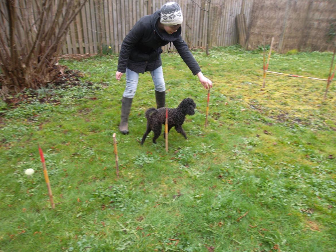 Blanding af racer Sambo billede 12