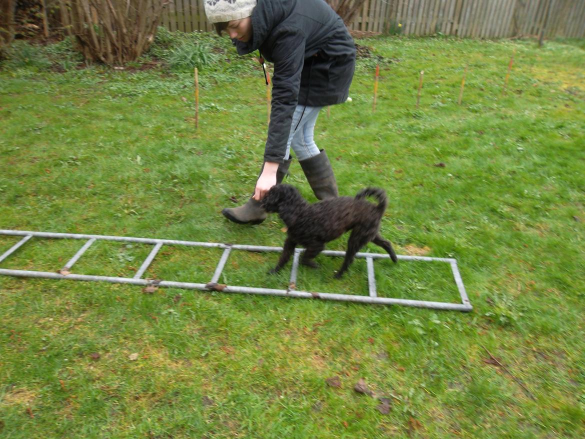 Blanding af racer Sambo billede 13