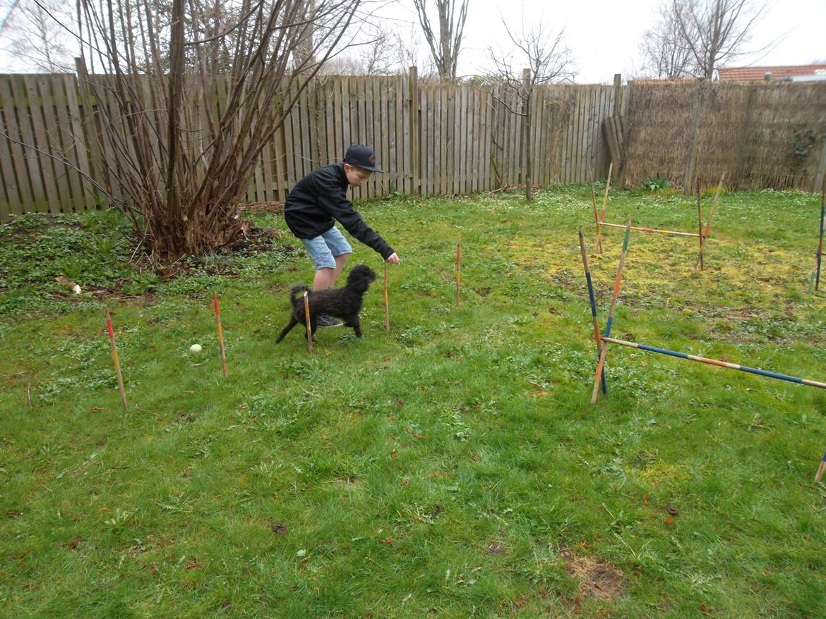 Blanding af racer Sambo billede 14