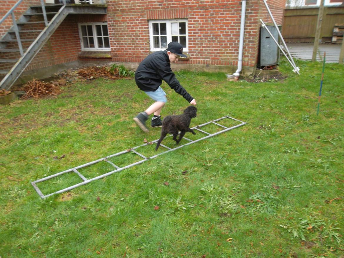 Blanding af racer Sambo billede 15