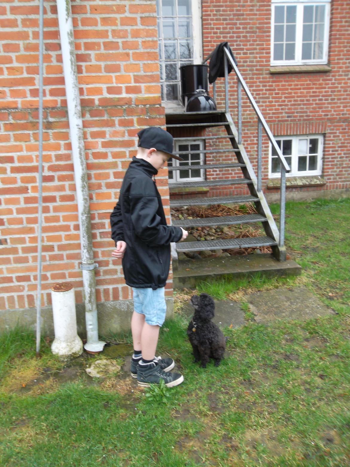 Blanding af racer Sambo billede 16